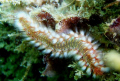   Bristle Worm Diving Cerro Gordo Vega Alta P.R. PR  